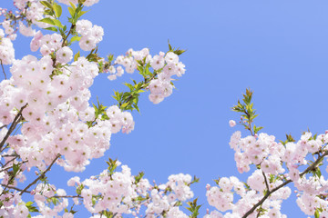 満開の桜　八重桜