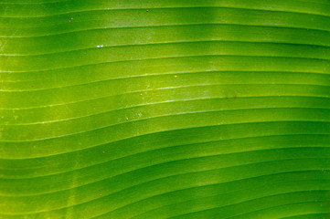 Texture of green leaves