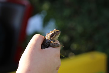 Frosch in einer Hand