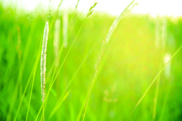 Obraz premium 荒川堤防 12