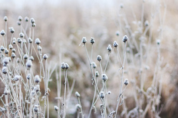 Snow covered plants. Hoarfrosted herbs