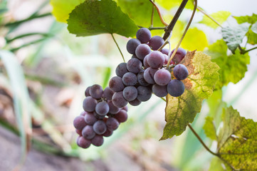 Blue grapes