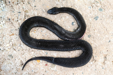 Kill a snake.
A poisonous slaughtered snake lies on concrete.