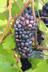 Weintrauben blau
