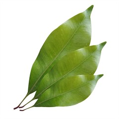 Single Clove Leaf