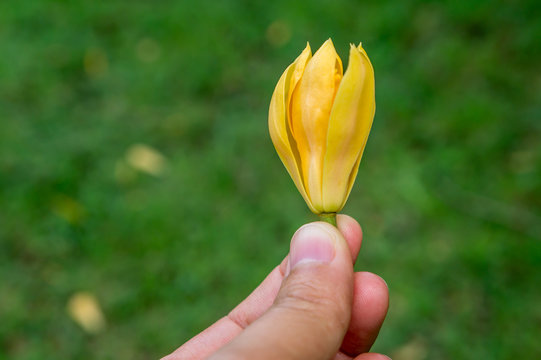 Champa Flower Yellow Flower