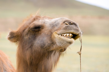 camels grin