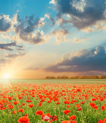 Fototapeta premium sunset in clouds over field with poppies