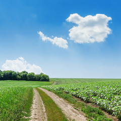 Fototapeta na wymiar road in green fields and blue sky with clouds