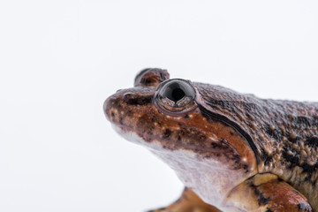 Limnonectes kuhlii (Tschudi, 1838) : frog on white background ,Amphibians of Thailand