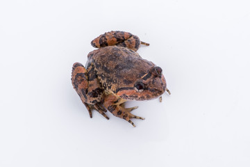 Limnonectes kuhlii (Tschudi, 1838) : frog on white background ,Amphibians of Thailand