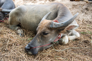 buffalo,The Buffalo native Asia