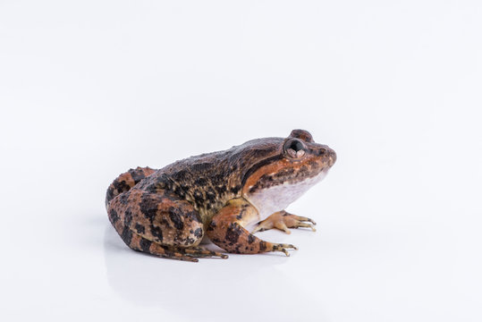 Limnonectes kuhlii (Tschudi, 1838) : frog on white background ,Amphibians of Thailand