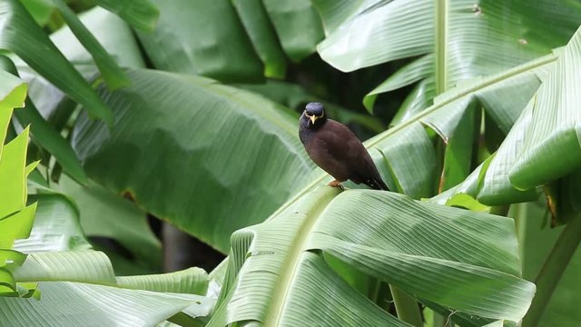 Dusky leaf monkey , spectacled leaf monkey, langur is sitting among leaves in a tree in the wild. Location: Perhentian island, Malaysia.