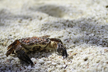 Crabe et coquillage