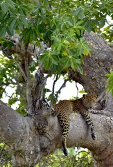 Tuinposter Leopard on a tree. The Sri Lankan leopard  © Uryadnikov Sergey
