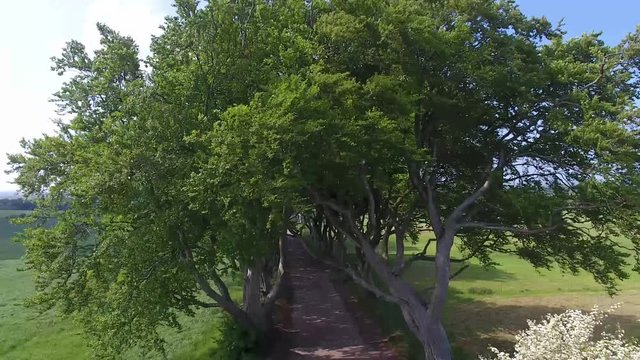 'The Dark Hedges&rsquo; Armoy Northern Ireland 
