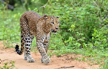 Poster Im Rahmen Leopard, der auf einer Sandstraße geht. Der srilankische Leopard © Uryadnikov Sergey