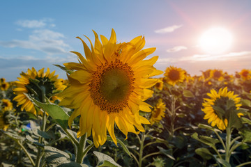 Beautiful sunflowers in the field natural background, Sunflower blooming