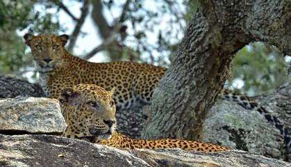 Leopards on a stone. The Sri Lankan leopard  male and female