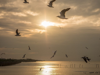 The seagulls fly and float on the beach near the place of Samutprakarn, Thailand, on morning time.