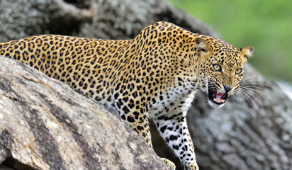 Fototapeta na wymiar Leopard roaring on a rock. The Sri Lankan leopard female.