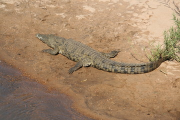south African wildlife