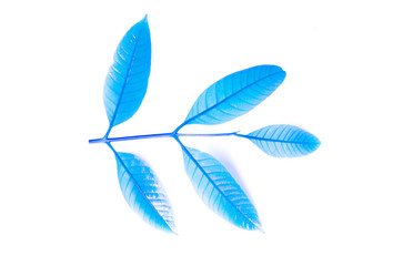 fresh blue leaves isolated on white background