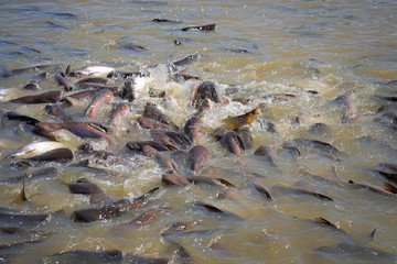 Fish herd in the river