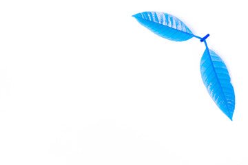 fresh blue leaves isolated on white background