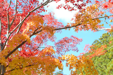 Autumn season of tree and leaves  in Japan