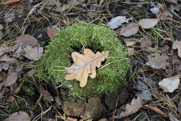 опавший дубовый лист на пне   