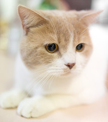 Portrait of a thoroughbred cat at the exhibition