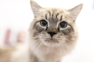 Portrait of a thoroughbred cat at the exhibition