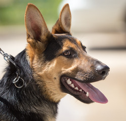 a portrait of a thoroughbred dog