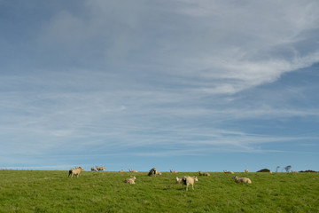 Sheep near County Gate, Exmoor, North Devon