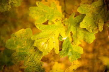 yellow oak leaves in the fall