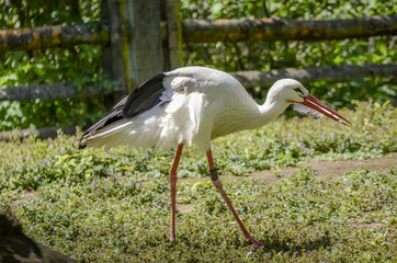 A white stork carrying a quill in the beak.