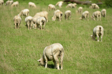 Naklejka na ściany i meble Sheep near County Gate, Exmoor, North Devon