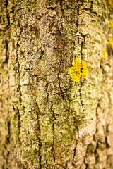 background of bark on tree on nature