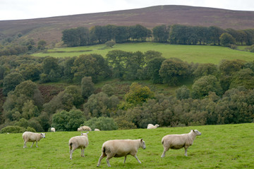 Sheep near Dunkery Beacon, Exmoor, North Devon