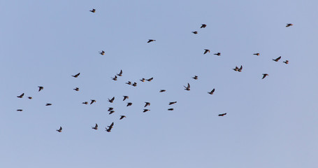 flock of birds of pigeons against blue sky sunset