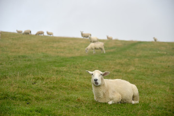 Naklejka na ściany i meble Sheep in mist on Countisbury, Exmoor, North Devon