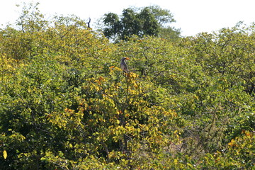 south African wildlife