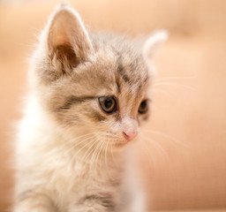 portrait of a small kitten