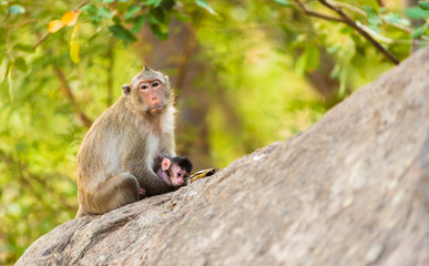 Naklejka na ściany i meble monkey sits on stone holding its little baby