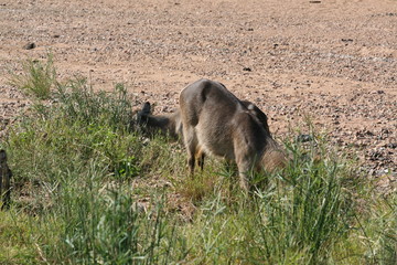 Fototapeta premium south African wildlife