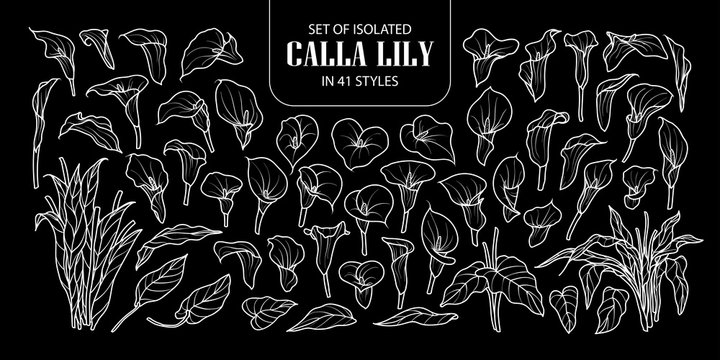 Set of isolated Calla lily in 41 styles. Cute hand drawn flower vector illustration only white outline.