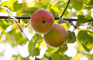 Ripe apple on a tree in the nature