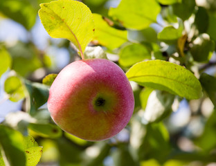 Ripe apple on a tree in the nature